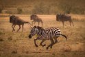 054 Masai Mara